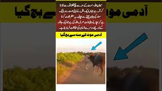 Miraculous Save: Bull Rescues Man from Leopard | SubhanAllah #shorts #fyb #islamicshorts #pakistan