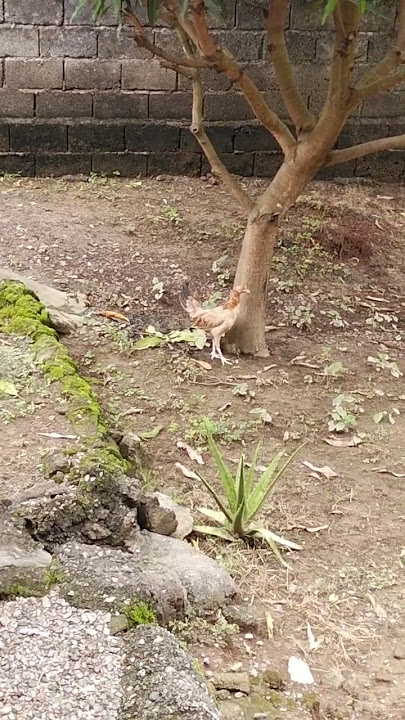 namasyal manok kapitbahay