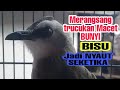 Trucukan Macet Malas Bunyi Pasti Nyaut Gacor Dengan Pancingan Trucuk Garuda Dan Ropel Ini Mp3 - Mp4 Download