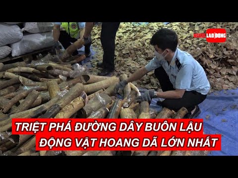 Video Triệt phá đường dây buôn lậu động vật hoang dã lớn... - youtube