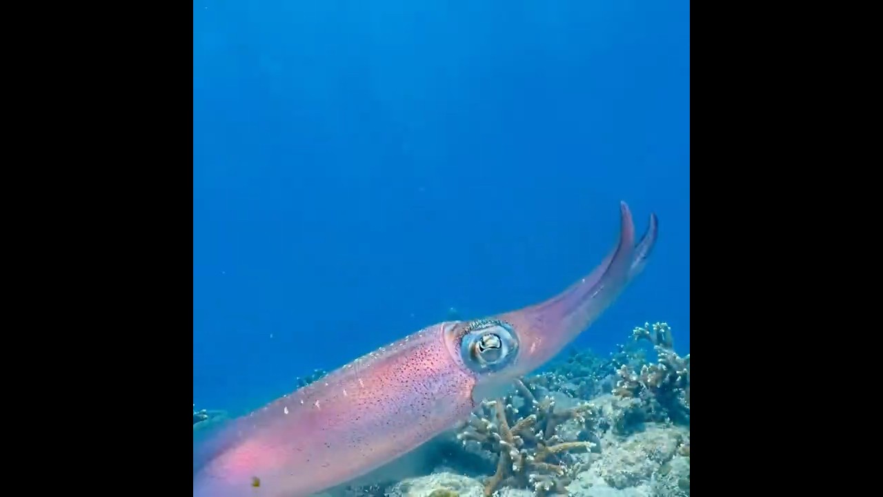 Coral City Camera | Reef Squid Color Change | 4.17.25