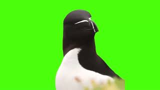 knife billed puffin ''have you found its eyes'' green screen
