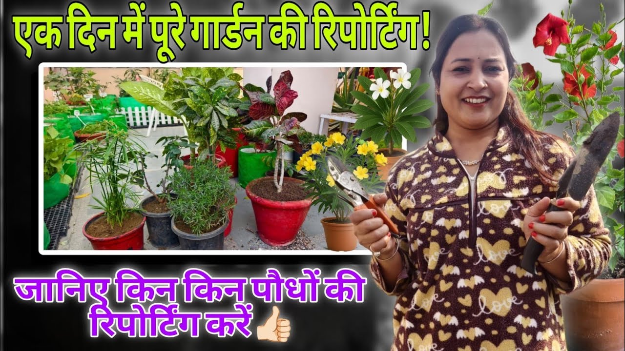 Root Pruning ( Repotting) का सही तरीका | गलती की तो पौधा खत्म!✂️Complete Guide