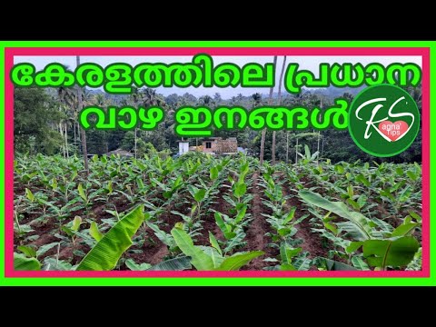 കേരളത്തിലെ പ്രധാനവാഴ ഇനങ്ങൾ | Banana cultivation