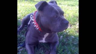 Pit Bull Northwest Yard Croatia