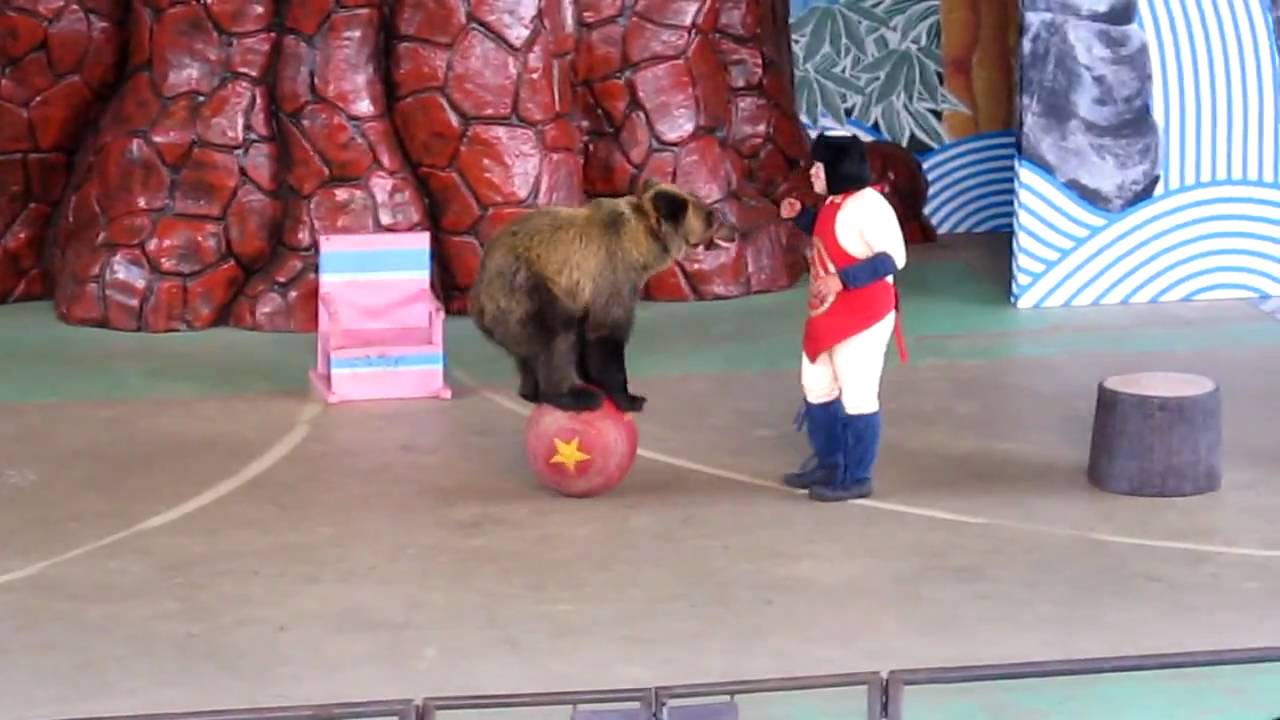 カドリードミニオン 熊の玉乗り Youtube