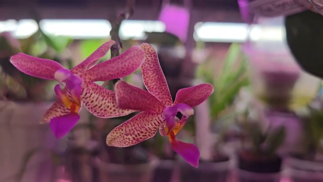 Прогулка по выходным (WEWA), часть 2, 28.12.25