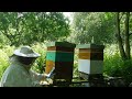 Avis aux dbutants en apiculture combien a coute quelques conseils pour bien commencer  abeilles