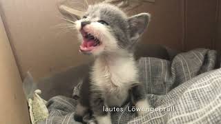 : Leas K"atzchen - Lea's Kitten (September 2023)