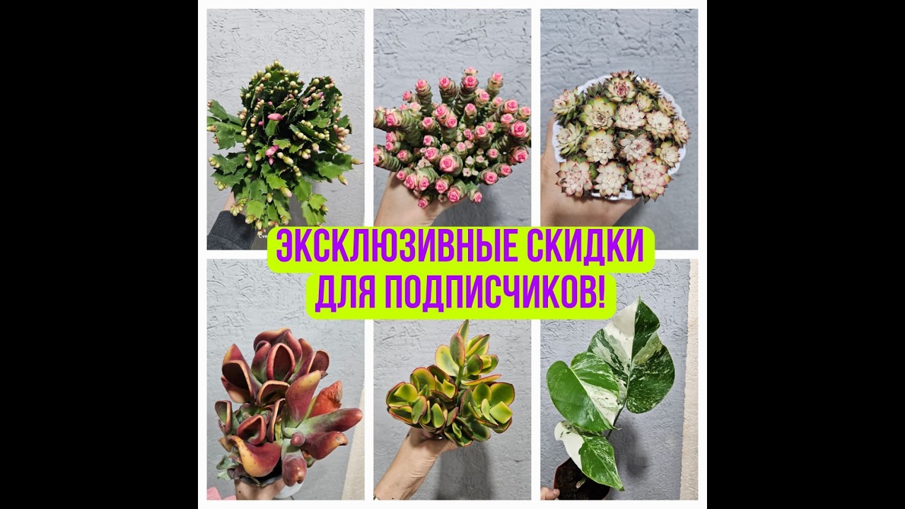 Эксклюзивные Скидки для Подписчиков от 03.03.26