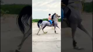 حصان عربي كفو والطفل مليون كفو #أجمل #الحصان #horse #shorts