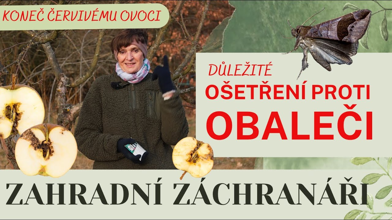 Jak ochránit ovocné stromy před obalečem jablečným? 