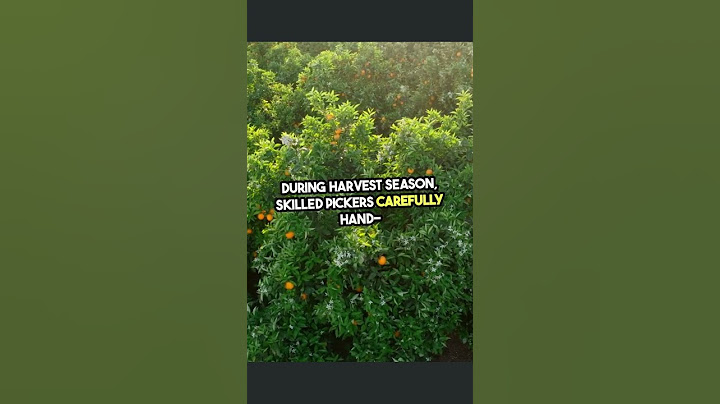 𝐀 𝐃𝐚𝐲 𝐢𝐧 𝐭𝐡𝐞 𝐋𝐢𝐟𝐞 𝐨𝐧 𝐚𝐧 𝐎𝐫𝐚𝐧𝐠𝐞 𝐅𝐚𝐫𝐦 🌞🌱🍊