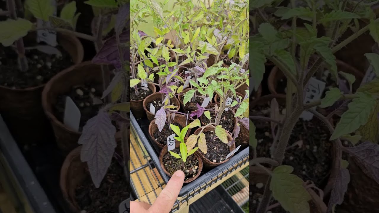Absolutely 100 Do Not Buy These Garden Diy Homestead Offgrid Prepper