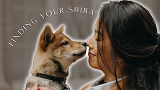 HOW to CHOOSE a SHIBA INU BREEDER❓part 1