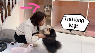 Thử Nói Yêu Chó Khác Trước Mặt Mật  Cười Lăn Lộn  Mật Pet Family