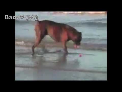Dog obedience fail - Harmonizator