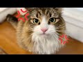 普段は穏やかな猫がまさかのネコパンチ炸裂！暴れまくる様子がこちらです