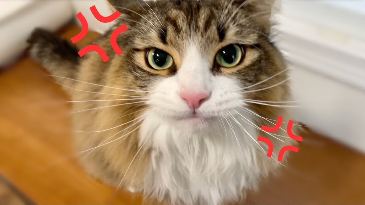 ネコパンチ 普段は穏やかな猫がまさかのネコパンチ炸裂！暴れまくる様子がこちら