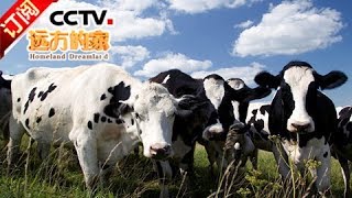 [Homeland Dreamland] 20171116 | CCTV-4