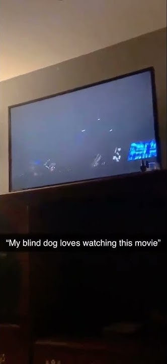 My Blind Dog Loves Watching This Movie My blind dog loves watching this movie #short - YouTube
