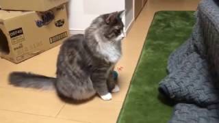 コタツに突っ込む猫 ノルウェージャンフォレストキャット To rush to kotatsu. Norwegian Forest Cat.