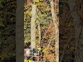Baumfällung Teil 2 #wow #woodworking #nature