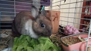eating Bunny