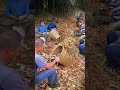 techniques and skills for peeling small bamboo shoots with a small knife #shorts