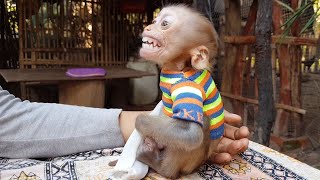 Oh God!! Poor Baby Koko Reaction To Mommy Looks Smile - What Baby Koko Reacts?