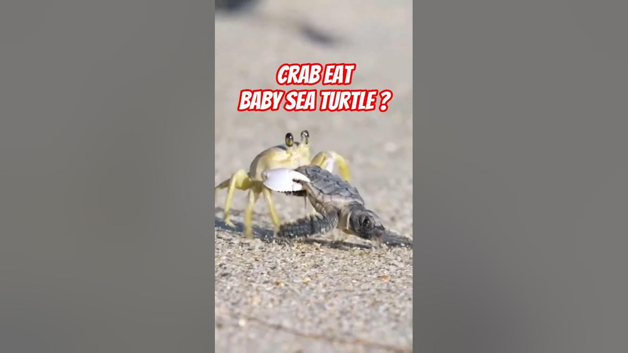 why most baby sea turtles never grow up #shorts #seaturtles #turtle why most baby sea turtles never grow up #shorts #seaturtles #turtle