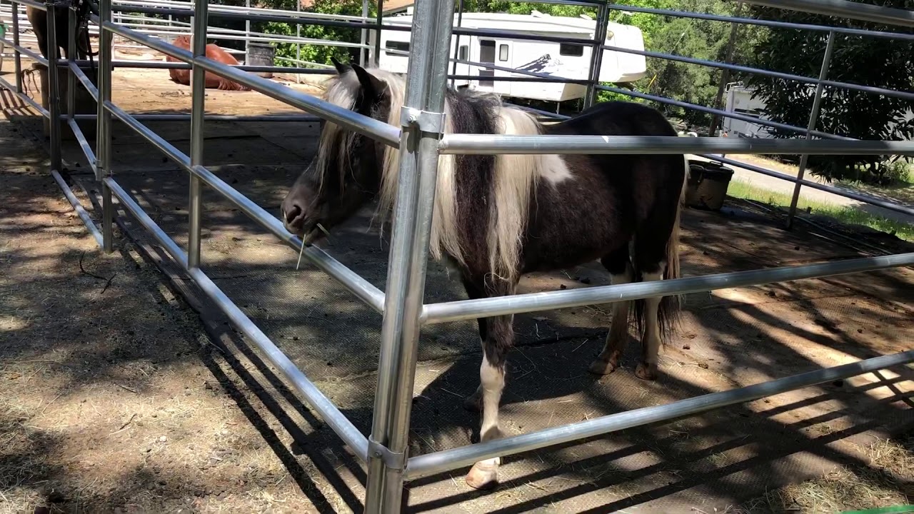 Cutest Horse in Wunderlich Park, Woodside, CA YouTube