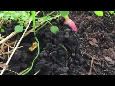 Vidéo: Les turricules sont-elles bonnes pour toutes les plantes ?