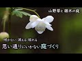 咲かない・枯れる・消える 思い通りにいかない山野草と雑木の庭づくり