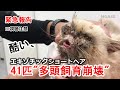 【予告】「エキゾチックショートヘア 41匹 多頭飼育崩壊！」