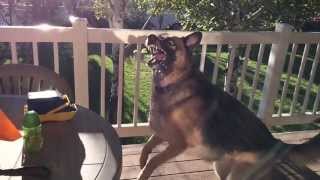 German Shepard bubble fun