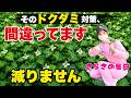 【ドクダミ対策】間違いだらけです。生態を知れば対策できます