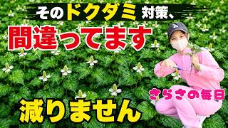 【ドクダミ対策】間違いだらけです。生態を知れば対策できます