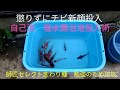【癒やしの庭18】錦鯉稚魚　自己流の塩水薬浴術