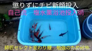 【癒やしの庭18】錦鯉稚魚　自己流の塩水薬浴術