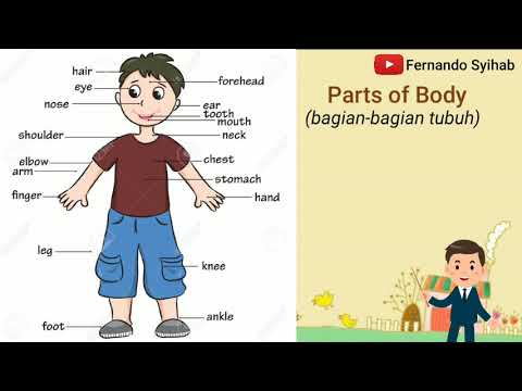 Belajar bahasa Inggris parts of body bagian bagian tubuh - Fernando Syihab