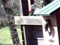 Birdcam2_2010-04-17_12-42-59.avi