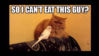 Cat memes