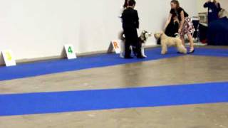 Junior handling - My Dog 2009, part 7