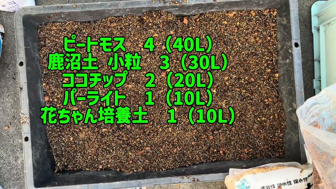 「ブルーベリー植替え」