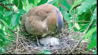 CANTIK BANGET BURUNG YANG SEDANG MENGASUH ANAK ANAKNYAN DI SANGKAR