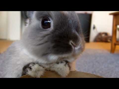 The Bunnies 2010