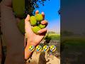 #trendingnow #viralshorts #mangoseason #viral