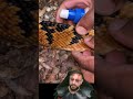 Cobra pega carrapato? @gabrielnucleo Episódio #8 #biologohenrique