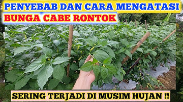 PENTING ‼️ PENYEBAB DAN CARA MENGATASI KERONTOKAN BUNGA TANAMAN CABE | MENGATASI BUNGA CABE RONTOK